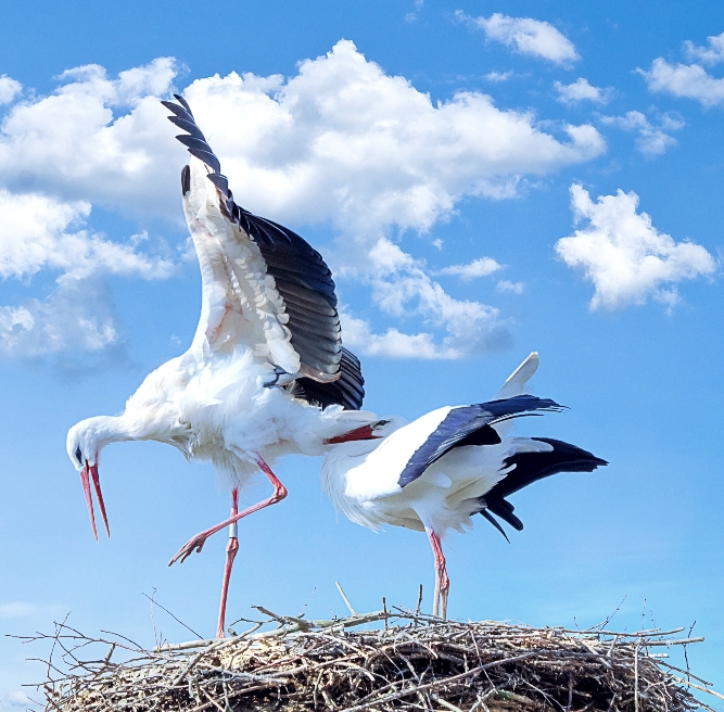 Illustration eines Storches auf dem Horst bei Sonnenlicht